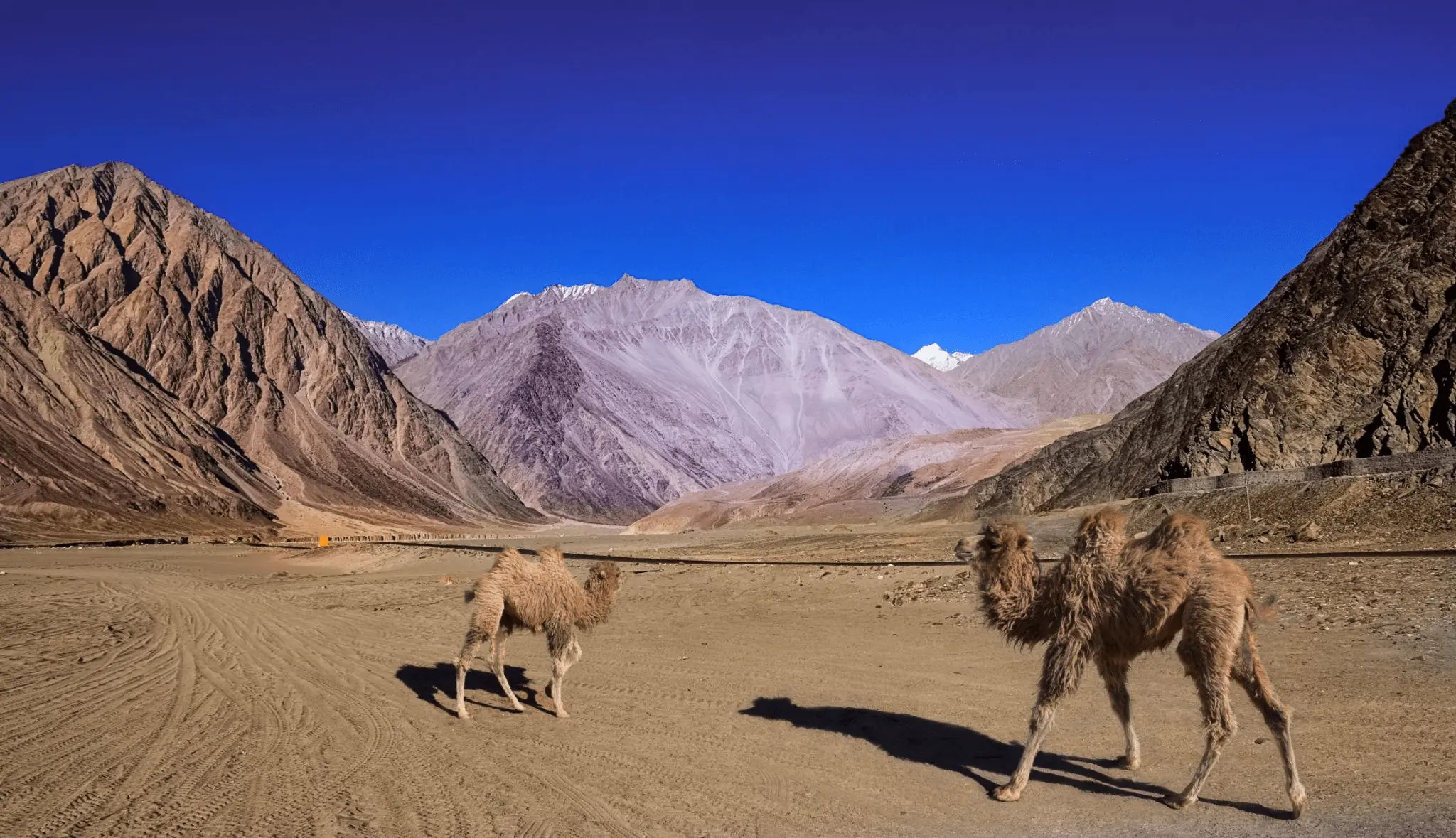 Leh to Leh Hanle Umling La Tso Moriri Road Trip gallery