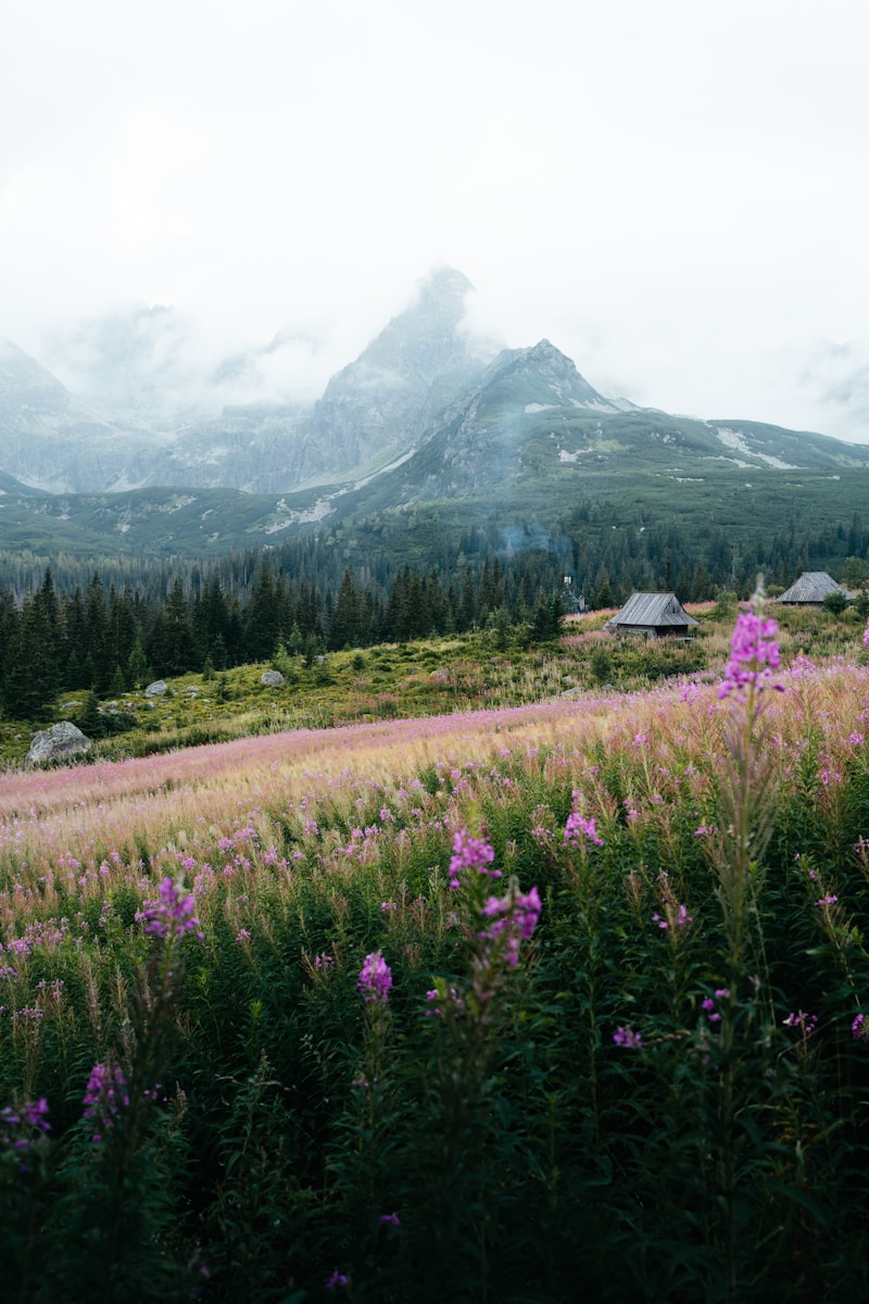 a grassy field with trees and mountains in the background